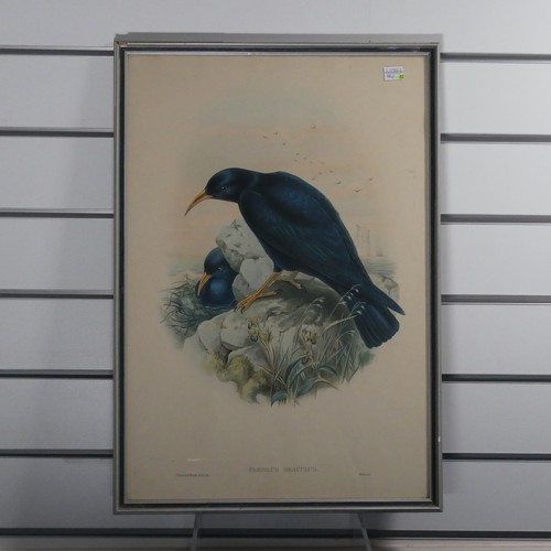 202 - 20th century School, Common Loon, watercolour, 23cm x 29cm, framed, and another ornithological water... 