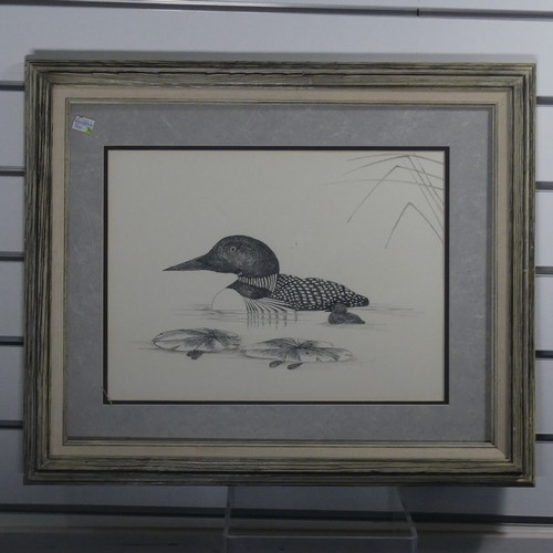 202 - 20th century School, Common Loon, watercolour, 23cm x 29cm, framed, and another ornithological water... 