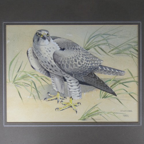 203 - Noel William Cusa (British, 1909-1990), Iceland Falcon, watercolour heightened with white, signed ‘N... 