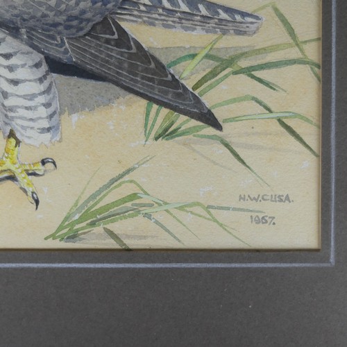 203 - Noel William Cusa (British, 1909-1990), Iceland Falcon, watercolour heightened with white, signed ‘N... 