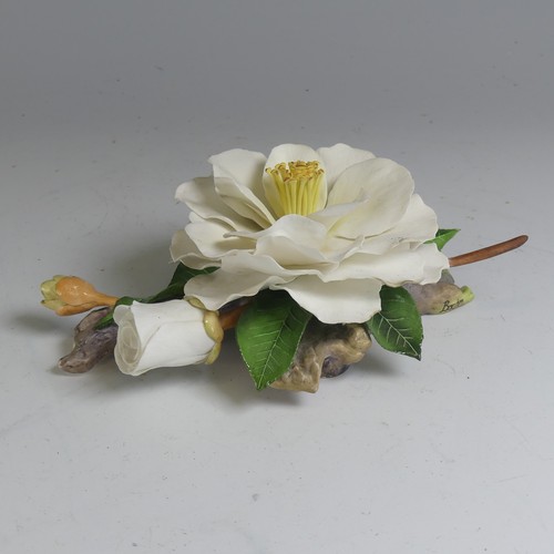 147 - A limited edition Boehm porcelain study of a Camellia, modelled with one in bloom, another about to ... 