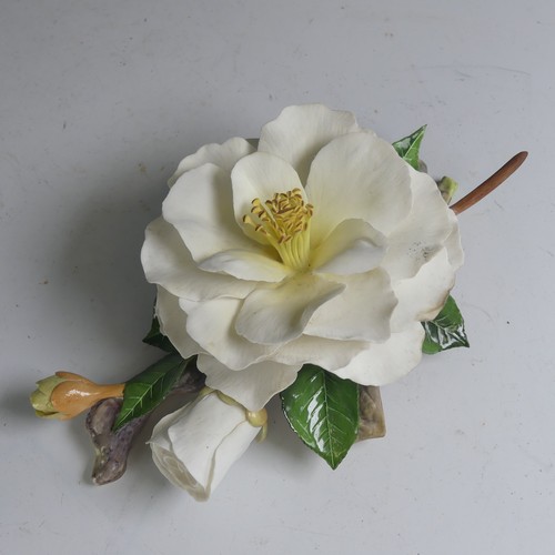 147 - A limited edition Boehm porcelain study of a Camellia, modelled with one in bloom, another about to ... 