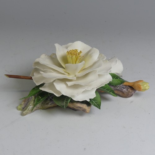 147 - A limited edition Boehm porcelain study of a Camellia, modelled with one in bloom, another about to ... 