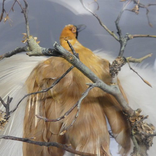 516 - Taxidermy; a very large 19th century cased Diorama of two birds of paradise, by Henry Ward ''H Ward,... 