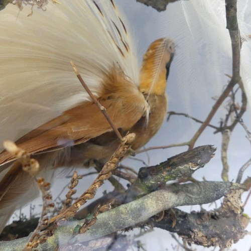 516 - Taxidermy; a very large 19th century cased Diorama of two birds of paradise, by Henry Ward ''H Ward,... 