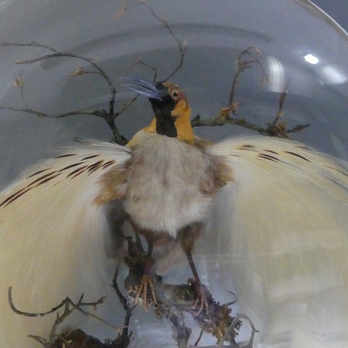 516 - Taxidermy; a very large 19th century cased Diorama of two birds of paradise, by Henry Ward ''H Ward,... 