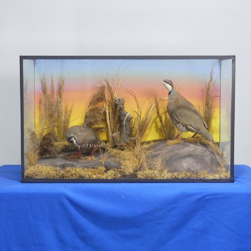 719 - Taxidermy: an antique cased diorama of two Partridges, in naturalist grassland display, W 79.5 cm x ... 