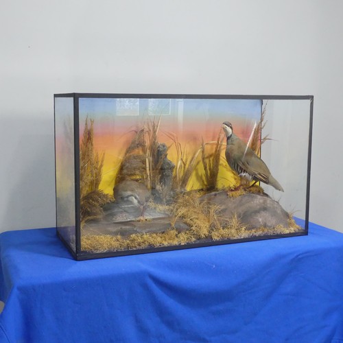 719 - Taxidermy: an antique cased diorama of two Partridges, in naturalist grassland display, W 79.5 cm x ... 