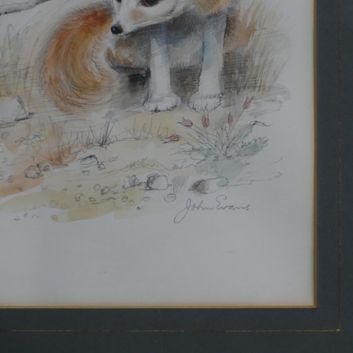 156 - John Evans (20th century), Four wildlife animal studies, pencil and watercolour, including Panda Bea... 