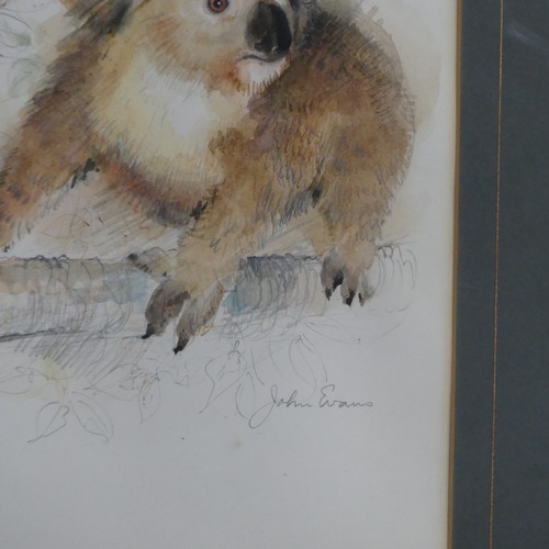 156 - John Evans (20th century), Four wildlife animal studies, pencil and watercolour, including Panda Bea... 