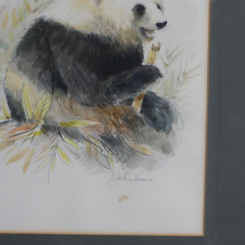 156 - John Evans (20th century), Four wildlife animal studies, pencil and watercolour, including Panda Bea... 