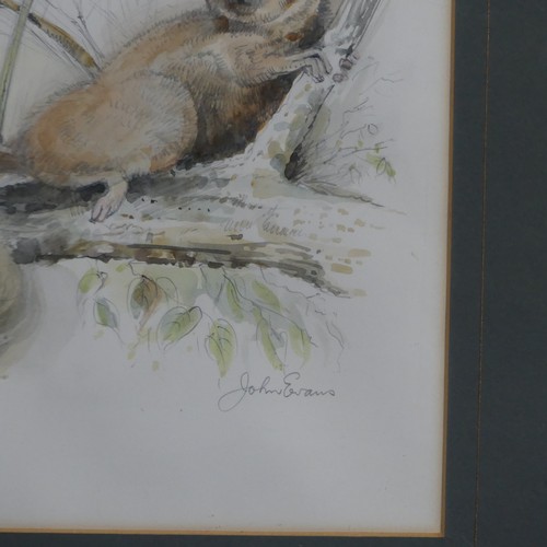 156 - John Evans (20th century), Four wildlife animal studies, pencil and watercolour, including Panda Bea... 