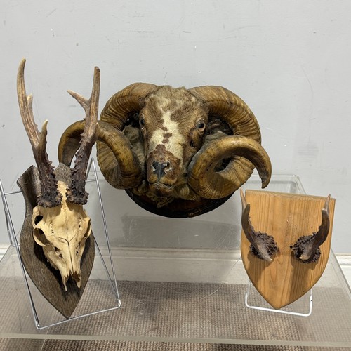 Lot 15        