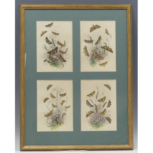 Lot 34        
