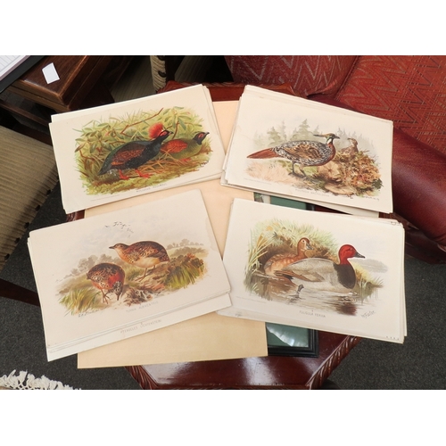 1114 - A collection of circa late 19th Century chromolithographs depicting birds, mainly game birds and wil... 