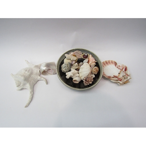 202 - A Studio pottery dish containing shells