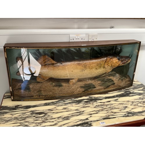 1241 - A 1961 cased pike 24lb, caught at Somerton on the River Thurne, Norfolk by C. A. Gale, in bowed glas... 