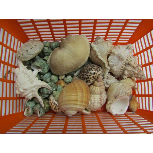 4400 - A basket of sea shells