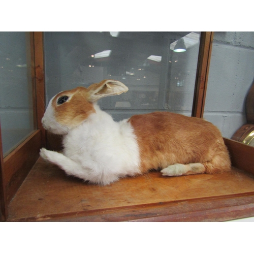 1260 - A cased taxidermy rabbit