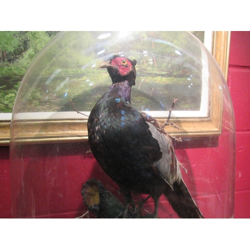 4131 - A taxidermy pheasant in domed glass case, case cracked at side, 70cm high     (R) £120