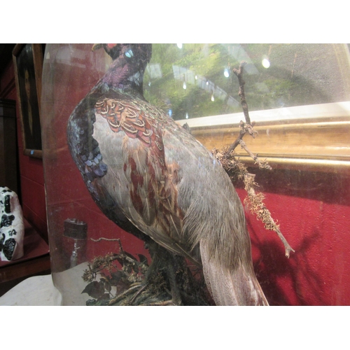 4131 - A taxidermy pheasant in domed glass case, case cracked at side, 70cm high     (R) £120