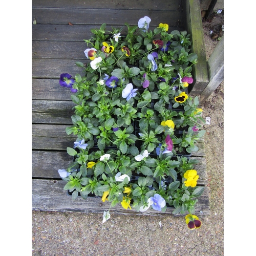 3066 - 48 Pansy