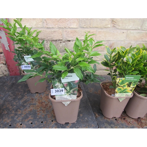 3029 - A Sarcococca 