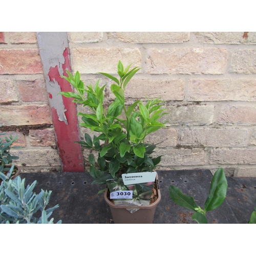 3030 - A Sarcococca 