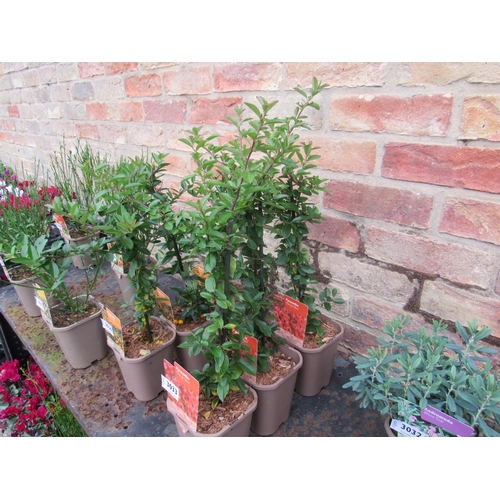 3033 - 3 Pyracantha 