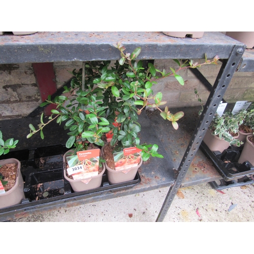 3034 - 3 Pyracantha 