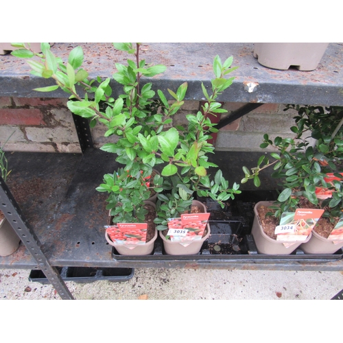 3035 - 3 Pyracantha 