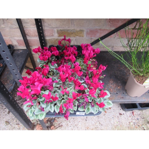 3043 - 10 mini Cyclamen