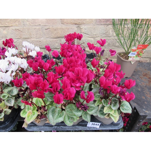 3044 - 10 mini Cyclamen