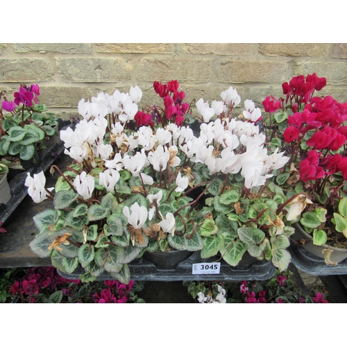 3045 - 10 mini Cyclamen