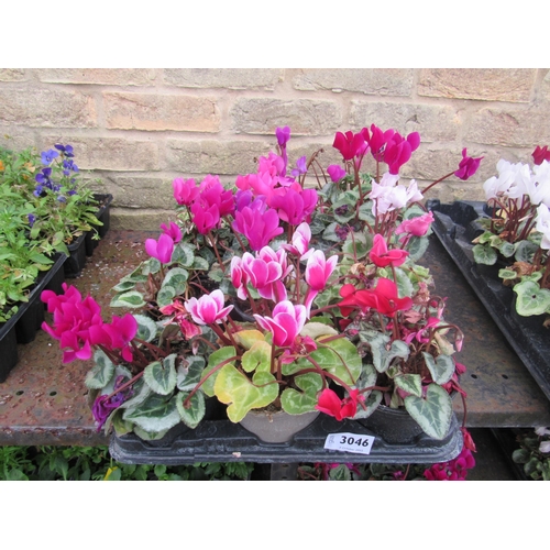 3046 - 12 mini Cyclamen