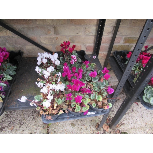 3047 - 10 mini Cyclamen