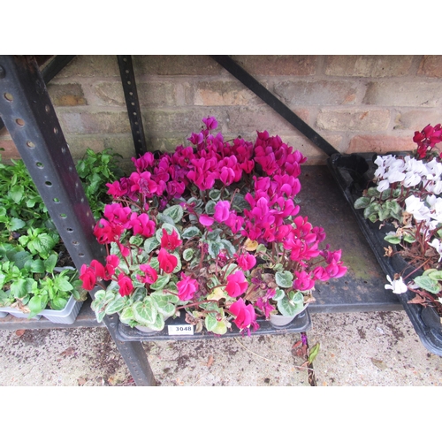 3048 - 10 mini Cyclamen