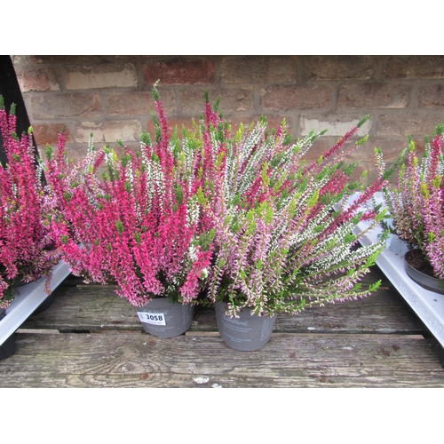 3058 - 5 Trio Heathers