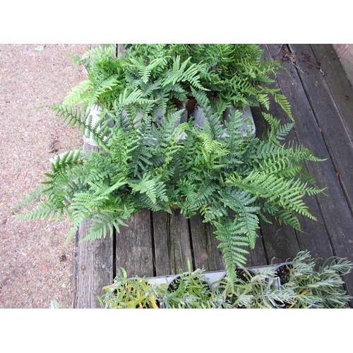 3064 - 3 Dryopteris Ferns