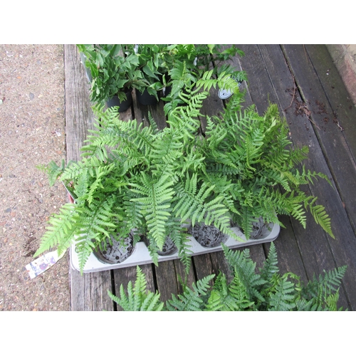 3065 - 4 Dryopteris Ferns