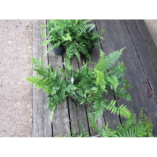 3066 - 3 mixed Ferns