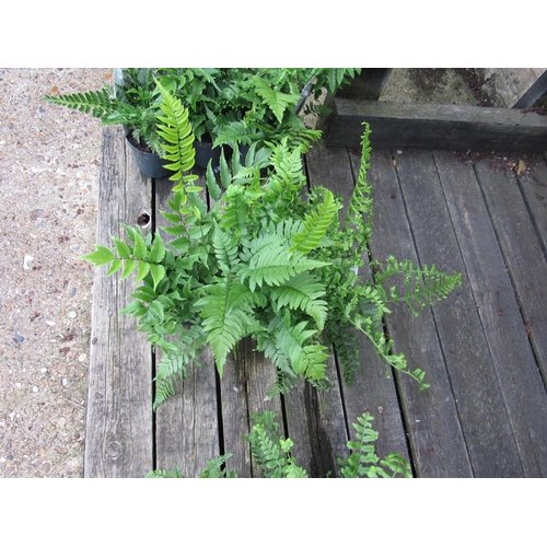 3068 - 3 mixed Ferns