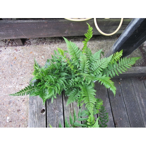 3069 - 3 mixed Ferns