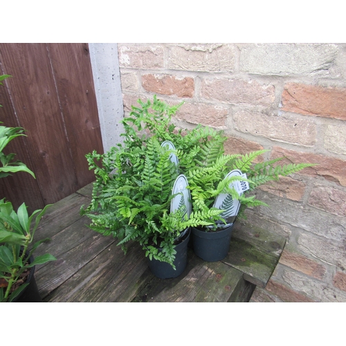 3070 - 3 mixed Ferns