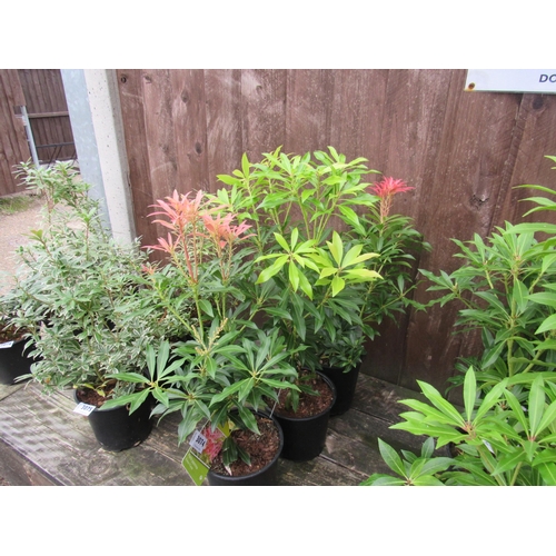 3074 - 3 Pieris 