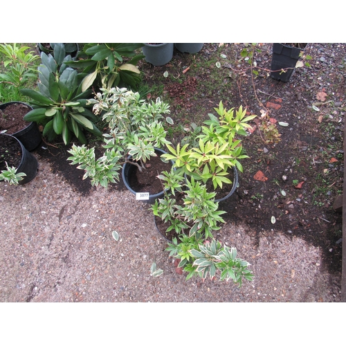 3077 - 3 mixed Pieris