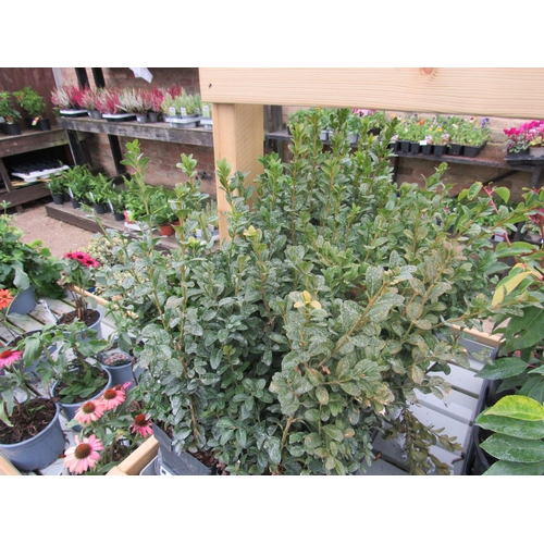 3110 - 8 Buxus