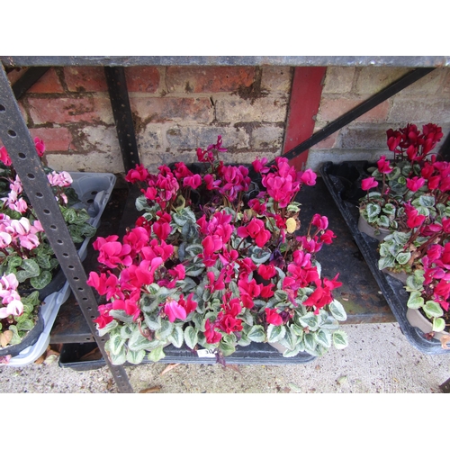 3035 - 10 mini Cyclamen