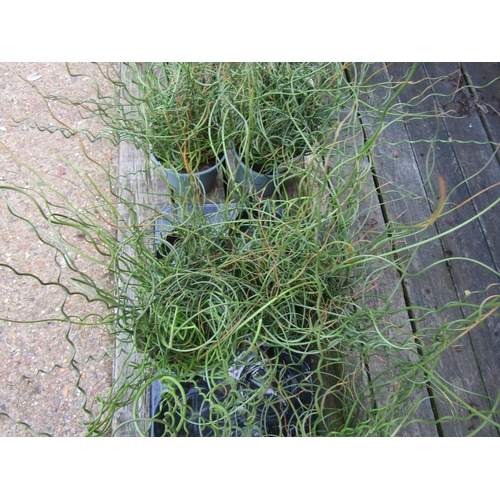 3066 - 2 Juncus Spirals Grass