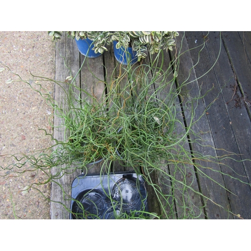 3067 - 2 Juncus Spirals Grass